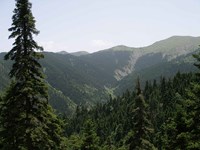 Black fir in mt. Aenos Kefalonia